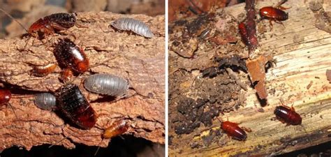 How to Keep Wood Roaches Out of the House | 10 Effective Ways