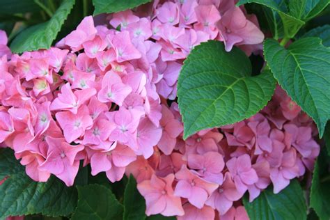 Pink Hydrangea Free Stock Photo - Public Domain Pictures