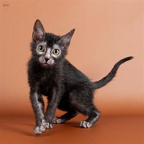 The Lykoi Cat – Why Do We Say They're Werewolf Cats?