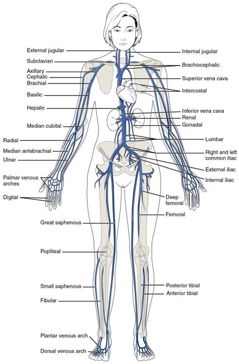 This Diagram Shows The Major Veins In The Human Body. | Venas ...