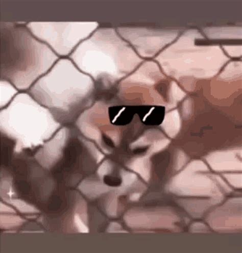 Dog Angry GIF - Dog Angry Angry Dog - Discover & Share GIFs