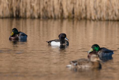 Virginia Beach Winter Wildlife Festival — Virginia Society of Ornithology