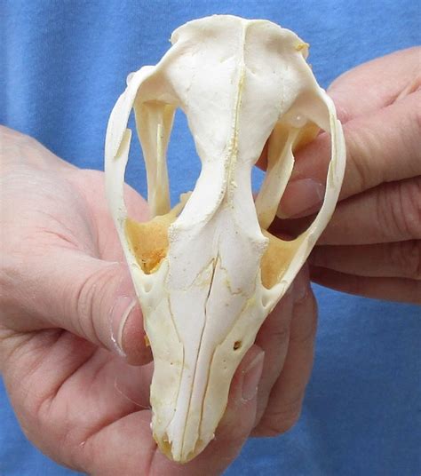 Opossum Skull Identification