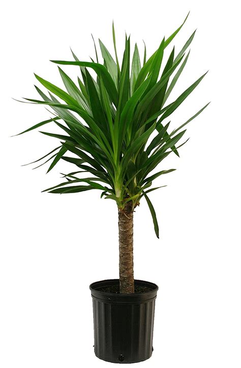 Buy Plants Online: 15 Houseplants You Can Get Through Amazon ...