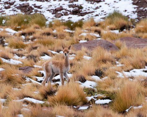 Baby Vicuña | Camino al AOS una Vicuña y su cria buscando al… | Flickr