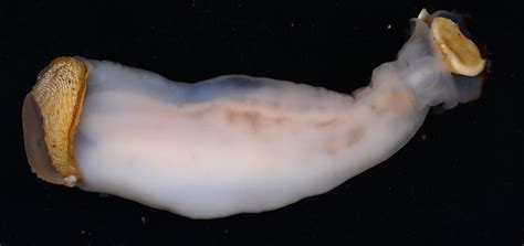 Scientists Find a Shipworm That Eats, and Lives Inside, Rocks | stolenhistory.net - Rediscovered ...