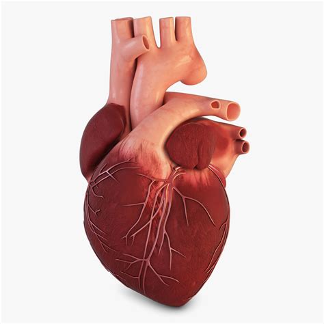 Human Heart 3d Model Circulatory Cgtrader - vrogue.co