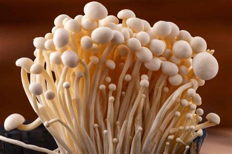 Enoki Mushrooms: A Complete Guide - A-Z Animals