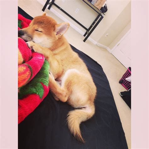 Sleeping shiba | Shiba inu, Shiba, Corgi