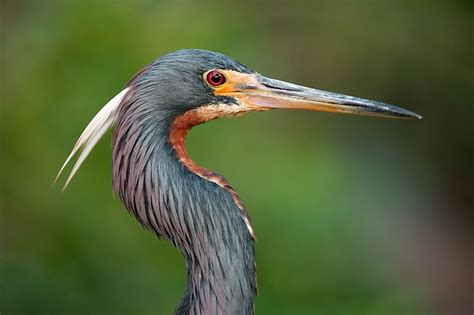 Tricolored heron | Nature animals, Bird photography, Animals