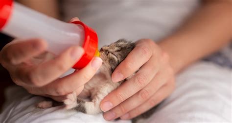 What to Feed Kittens: Kitten Feeding Guide for Every Lifestage | BeChewy