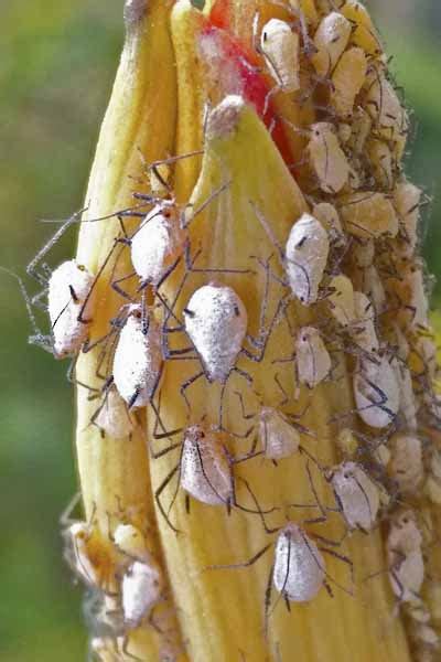 Indomegoura indica (Waxed orange aphid) identification, images, ecology, control