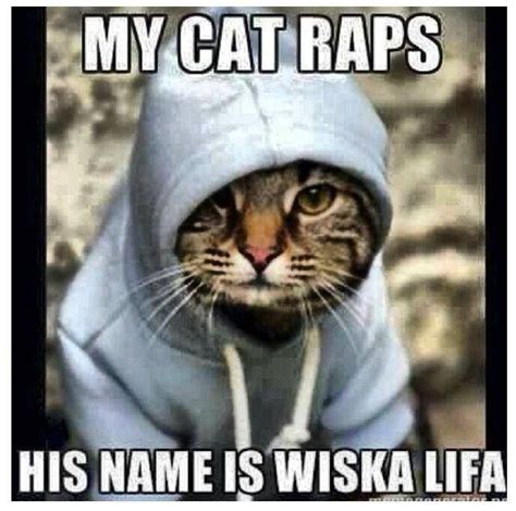 Cat Rapper | Cats, Rap, Bones funny