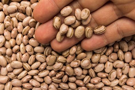 Pulse weekly outlook: Edible beans on move - AGCanada - AGCanada