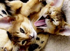 Cat Yawn GIF - Find & Share on GIPHY