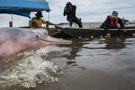 How tracking helps Amazon river dolphins | WWF