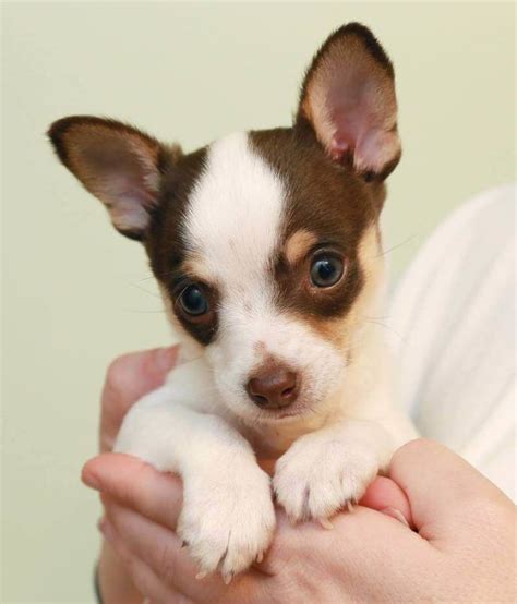 Rat Terrier Chihuahua Mix - Ratcha/Ratchi Puppies | Rat terrier dogs, Chihuahua terrier, Rat ...