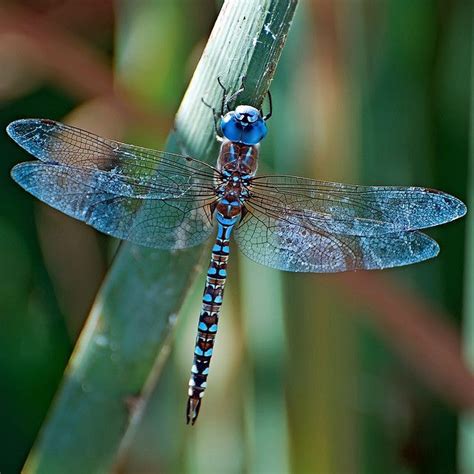 Image result for colourful dragonfly species | Blue dragonfly ...