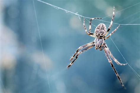 Fear of Spiders (Arachnophobia) - HOUSE OF WELLBEING : HOUSE OF WELLBEING