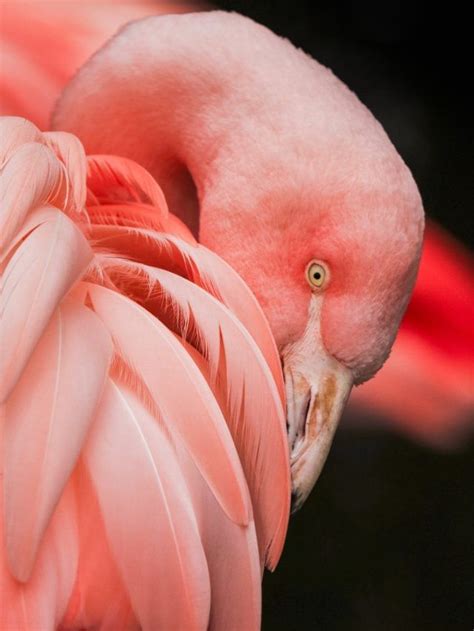 Pink animals you never knew existed – News9 LIVE