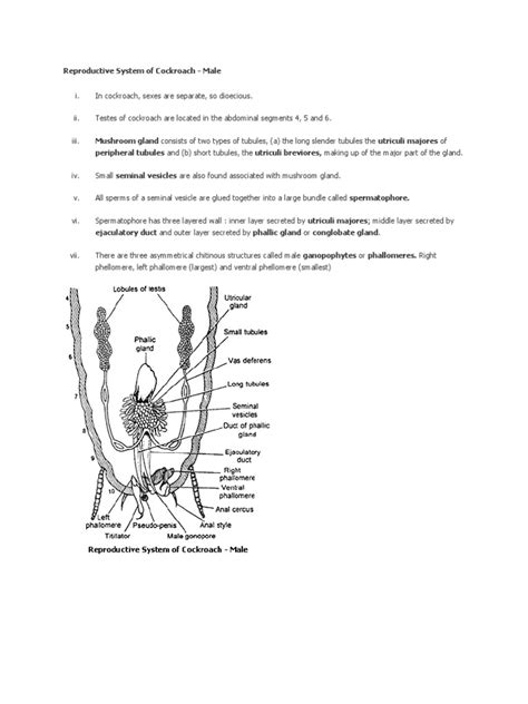 Reproductive System of Cockroach | Sex Organ | Insects