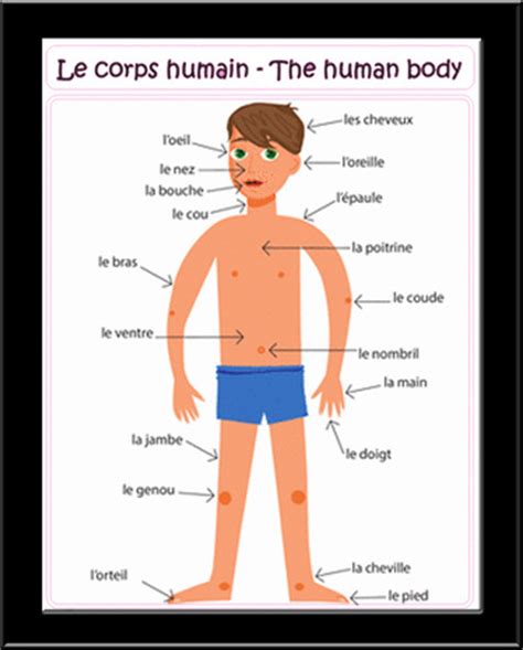 Parts of the Body - French Tutoring and Resources