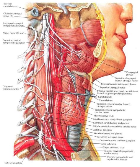 #Muscles #Anatomy & #Physiology #Health #Fitness #Training #Neck #Throat | Anatomy of the neck ...