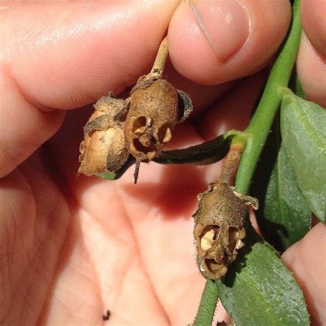 Snapdragon seed pods | Seed pods, Snapdragons, Seeds