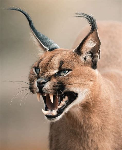 Get To Know The Caracal | Wildest