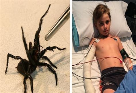 Young boy lucky to survive funnel-web spider bite - Mouths of Mums