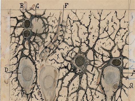 A New Book And Exhibit On Santiago Ramon y Cajal Highlight Drawings In ...