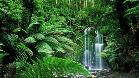 Nature Forest Wallpaper - WallpaperSafari