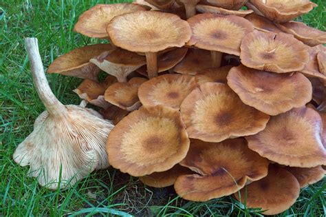 23 Mushrooms that Grow in Clusters - A-Z Animals