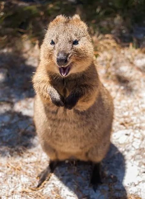 25 Cool Quokka Fun Facts