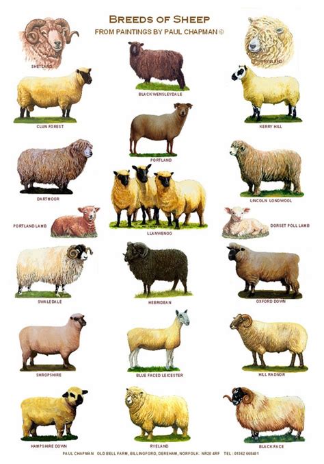 A4 Laminated Posters.Breeds of Sheep 2 different posters