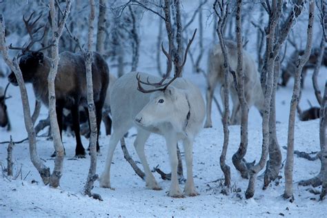 Roads deadly for reindeer in Arctic Sweden – Eye on the Arctic