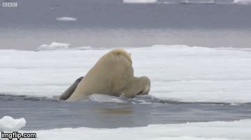 Hungry Polar Bear Ambushes Seal - The Hunt - BBC Earth - Imgflip