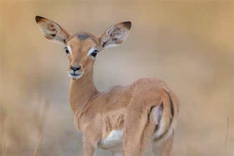 Baby impala portrait Photograph by Ozkan Ozmen - Pixels