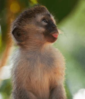 Vervet Monkey | Cheetah Conservation & Research Centre