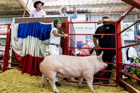 County Fair Jr. Livestock Auction Winners | The Fillmore Gazette