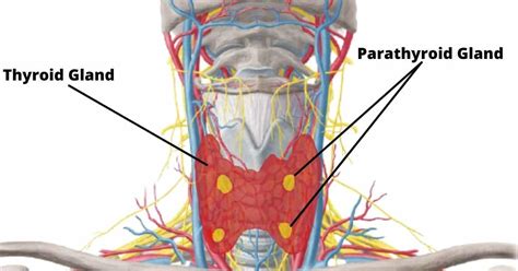 Parathyroid Gland their hormones and disorders