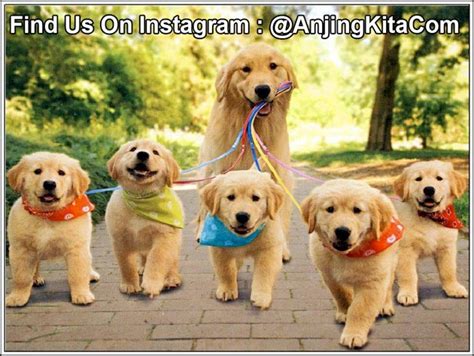 Fakta Tentang Anjing Golden Retriever - Profil Anjing Trah - AnjingKita.ID