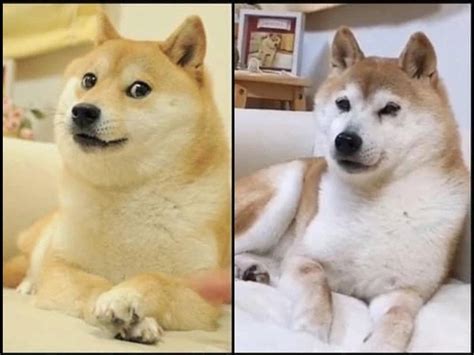 28+ Shiba Inu Dog Meme Face 2020