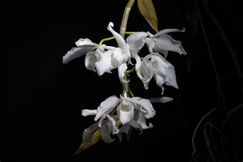 Dendrobium anosmum care and culture | Travaldo's blog