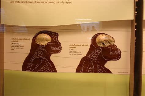 Sahelanthropus tchadensis and Australopithecus afarensis c… | Flickr