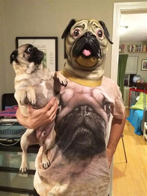 King Pug Is Here | Funny dogs, Funny animal memes, Funny animals