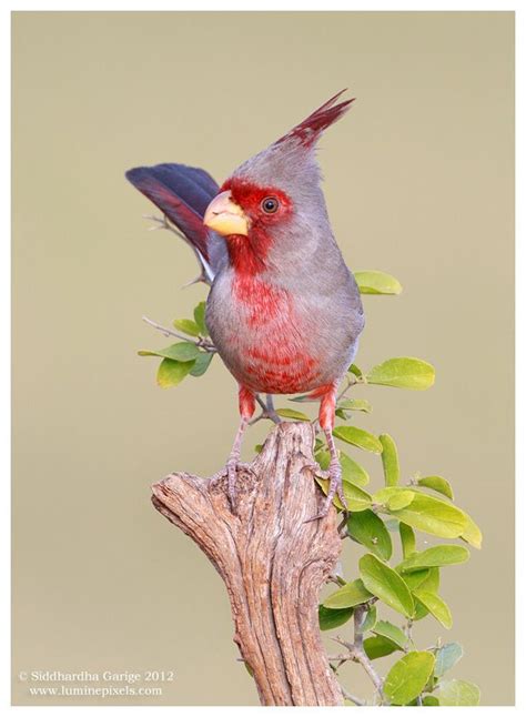 Pyrrhuloxia by Siddhardha Garige on 500px | Beautiful birds, Animal symbolism, Pet birds