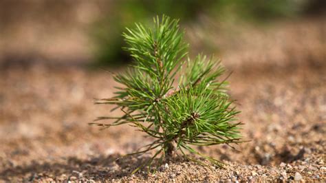 The Shocking Time A Surgeon Found A Fir Tree Inside A Patient's Lungs