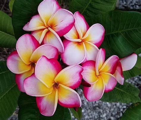 several pink and yellow flowers with green leaves