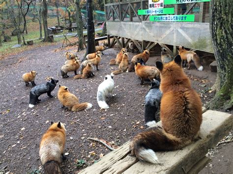 The Fox village in Japan : pics